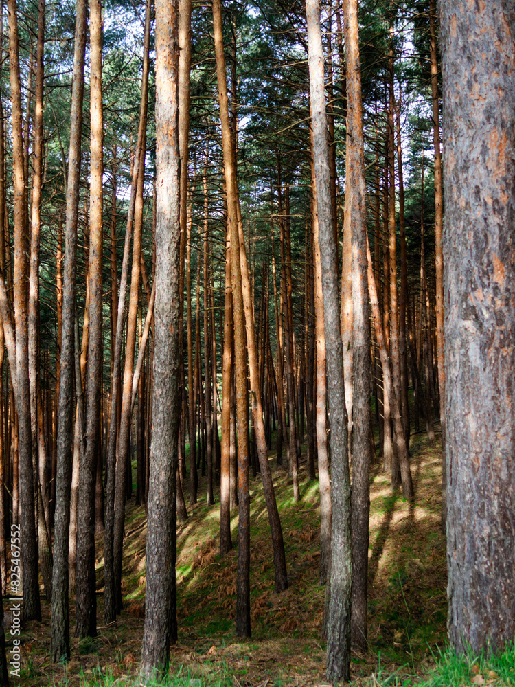 Vertical shot of tall pine trees in a tranquil forest Vertical shot of tall pine trees in a tranquil forest