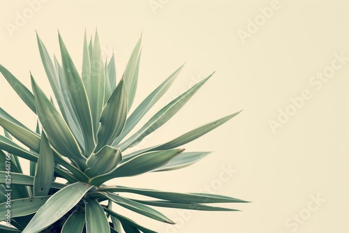 striking yucca plant with sharp spiky leaves botanical nature photography minimalist neutral tones photo