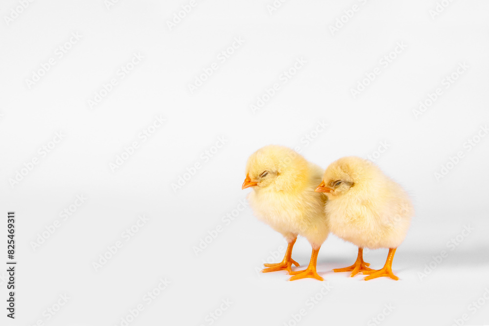 Two sleepy chicken yellow baby on white background. Horizontal photo. Two sleepy chicken yellow baby on white background. Horizontal photo.