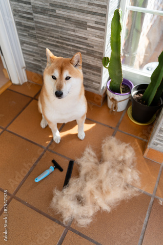 Shiba inu amidst shed fur with grooming brush