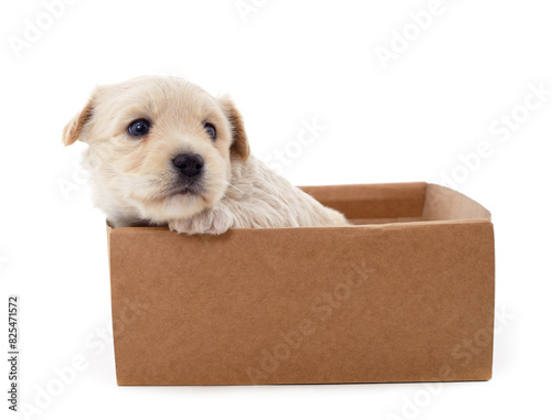 One white dog in a box.