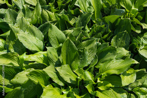Green plant leaves in drops of dew.