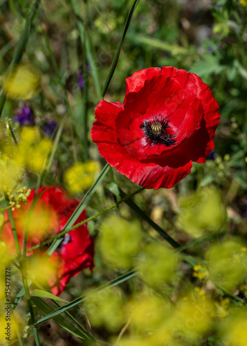 red poppy in the field