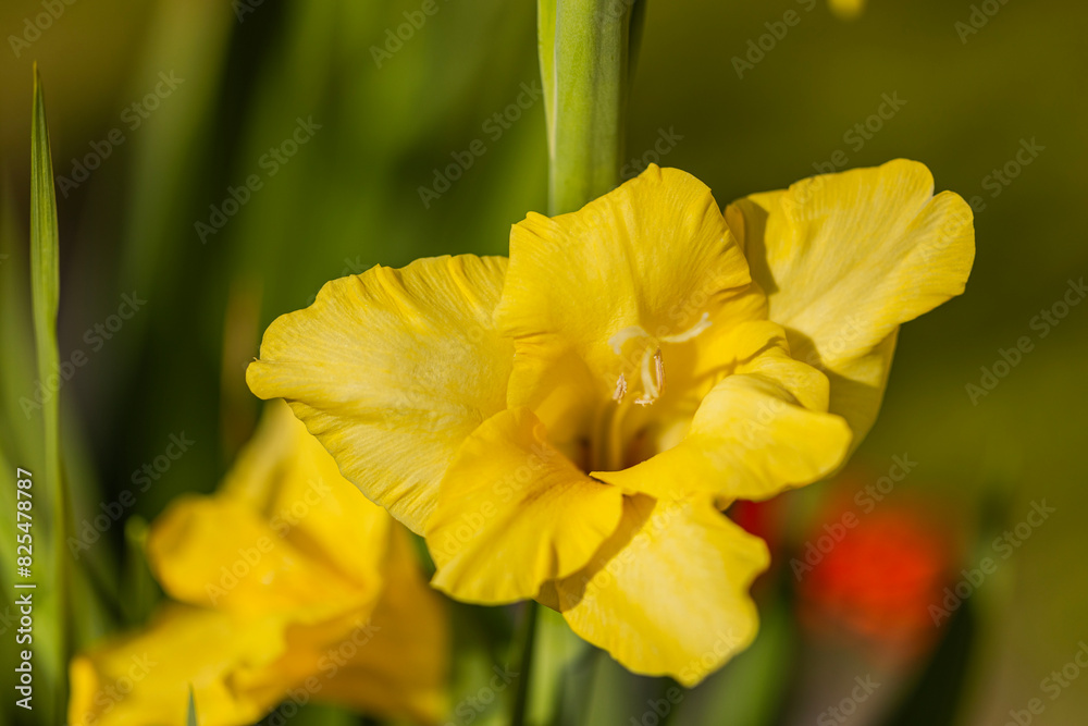 Fototapeta premium Macro view of a yellow gladiolus flower on a sunny summer day.