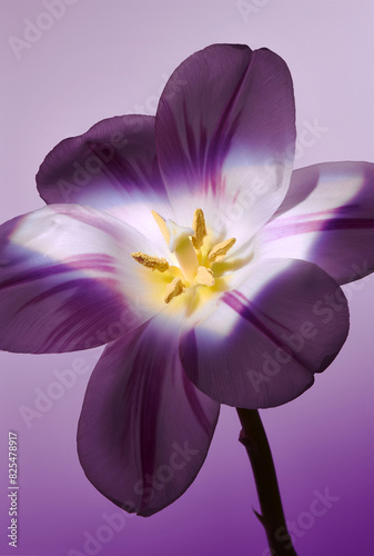 Tulip in Soft Purple Light