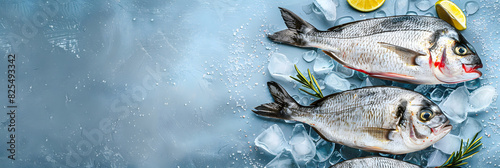 Raw fresh dorado or sea bream on ice cubes on blue concrete background. Long banner format. top view photo