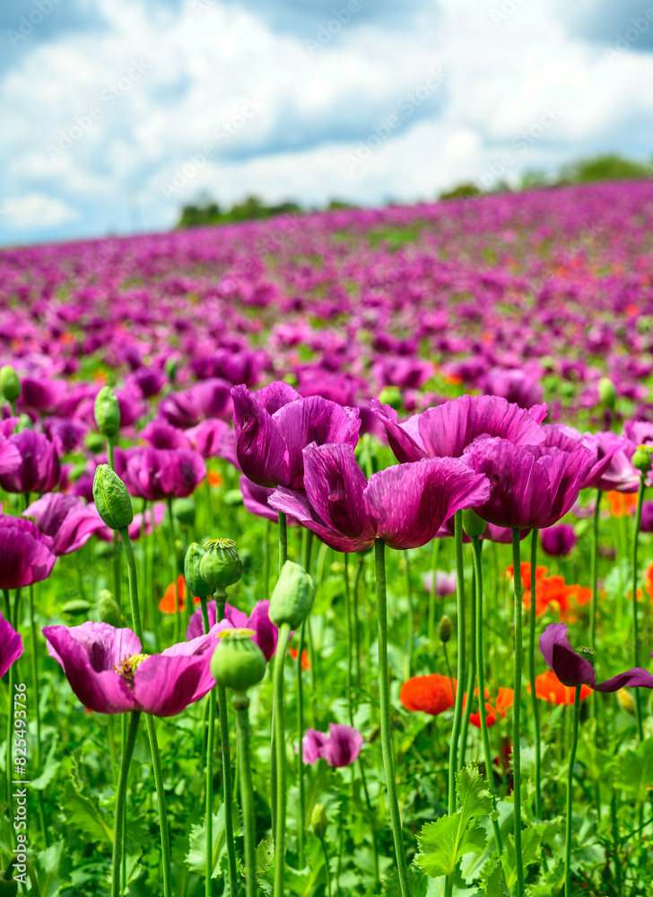 poppy, poppy fields, field, landscape, nature, greenery, blue sky, clouds, spring,, field, grass, sky, nature, summer, green, flower, spring, agriculture, countryside, cloud, blue, poppy, mountain, be