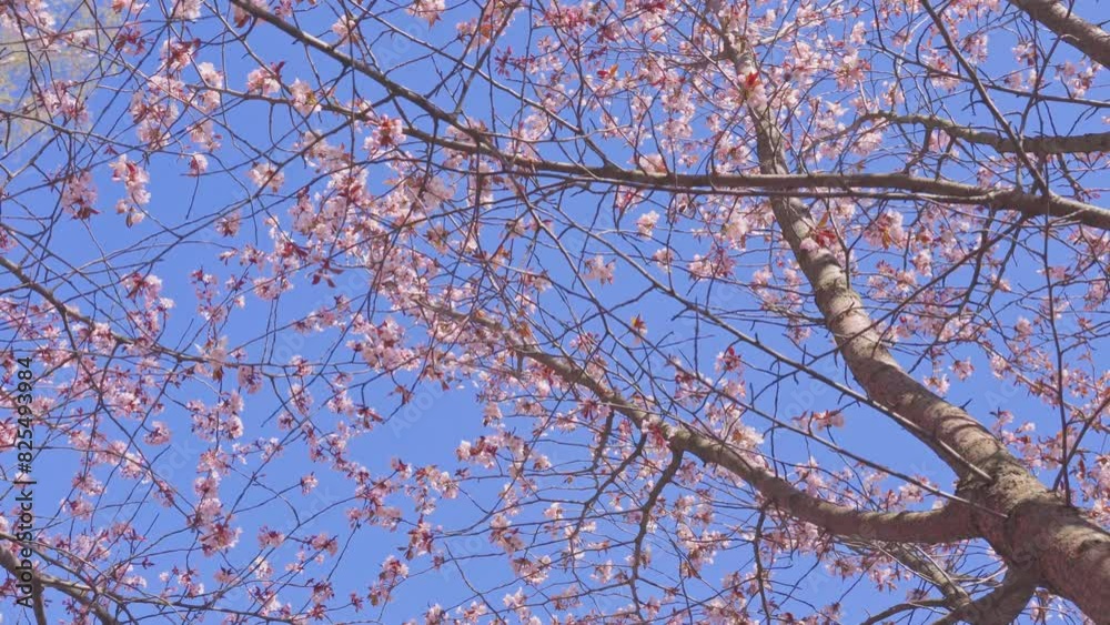 4k, branches of cherry blossoms in the sun 4k, branches of cherry blossoms in the sun