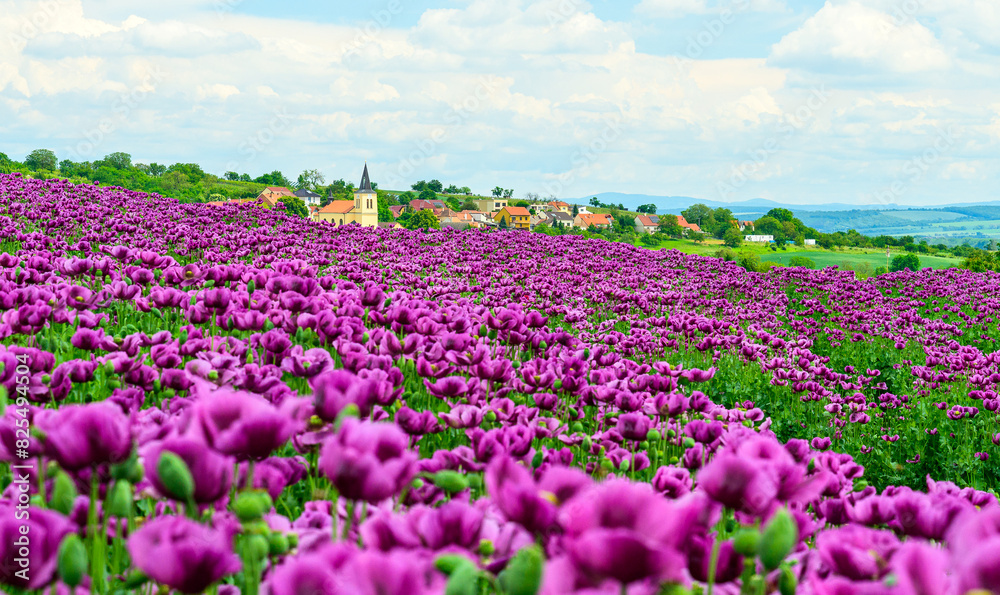 poppy, poppy fields, field, landscape, nature, greenery, blue sky, clouds, spring,, field, grass, sky, nature, summer, green, flower, spring, agriculture, countryside, cloud, blue, poppy, mountain, be poppy, poppy fields, field, landscape, nature, greenery, blue sky, clouds, spring,, field, grass, sky, nature, summer, green, flower, spring, agriculture, countryside, cloud, blue, poppy, mountain, be