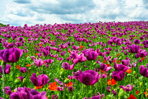 Wallpaper Mural poppy, poppy fields, field, landscape, nature, greenery, blue sky, clouds, spring,, field, grass, sky, nature, summer, green, flower, spring, agriculture, countryside, cloud, blue, poppy, mountain, be Torontodigital.ca