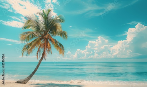 Lonely coconut palm tree on white snow beach with ocean or sea view with copy space