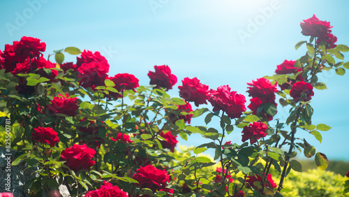 Red roses blooming in a garden  close up. Gardening  landscape design. Rose flowers macro shot over blue sky background. Summer Park  flower bed. 