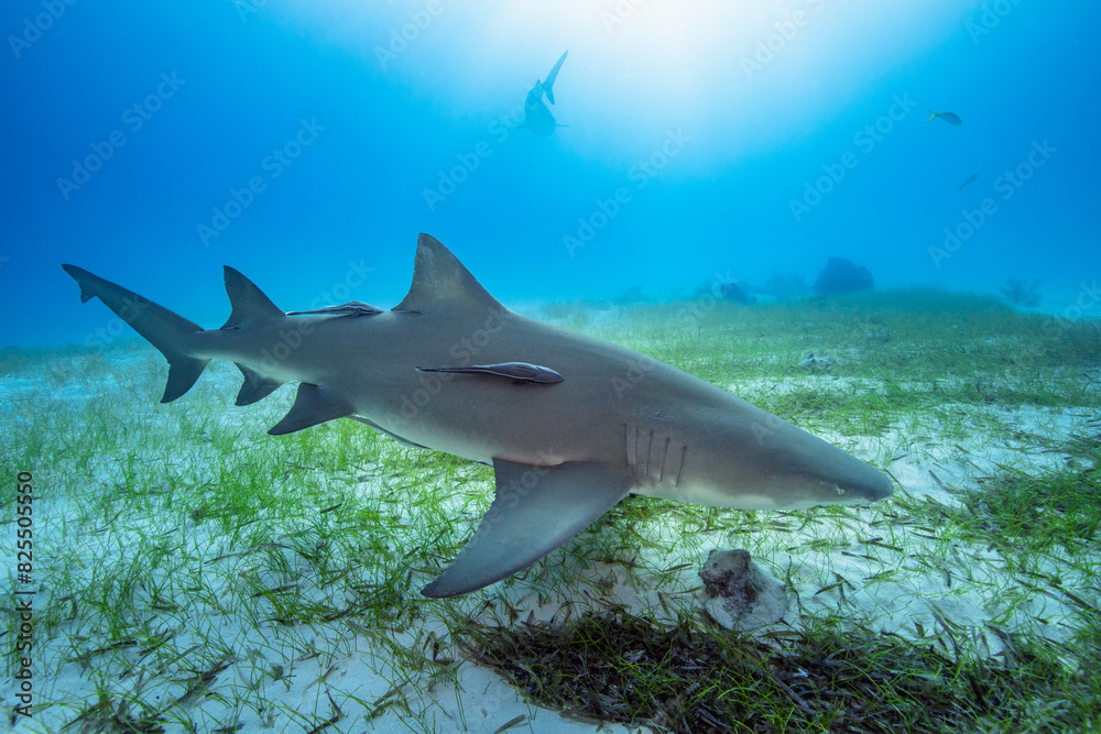Obraz premium Sharks Underwater