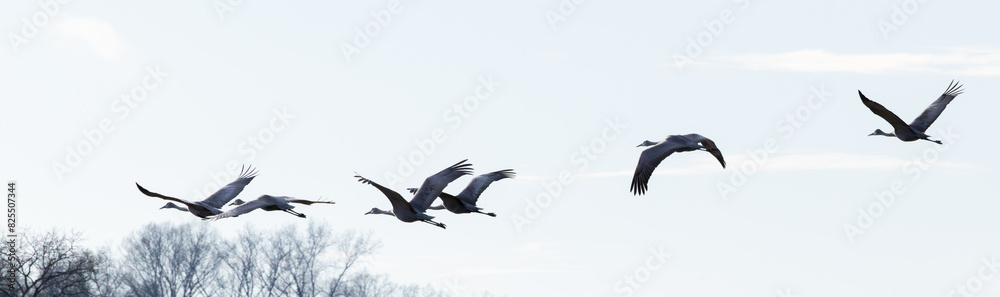 Sandhill Cranes flying in the sky Sandhill Cranes flying in the sky