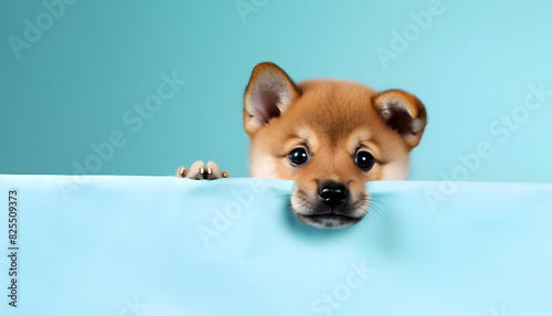 Portrait funny and happy Shiba inu puppy dog peeking out from behind a blue banner Isolated on blue. Cute and Curious Shiba Inu Puppy Behind Isolated Blue Banner photo