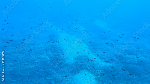 UNDERWATER: Snorkelling among school of small fish above sandy seabed and sea grass. Incredible blue of pure and pristine waters of Adriatic Sea along the coast of Dalmatia. Calmness under sea surface