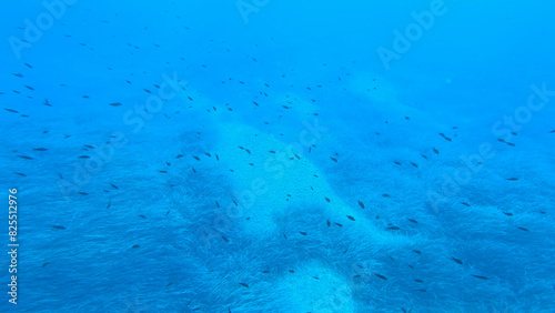 Foto UNDERWATER: Snorkelling among school of small fish above sandy seabed and sea grass