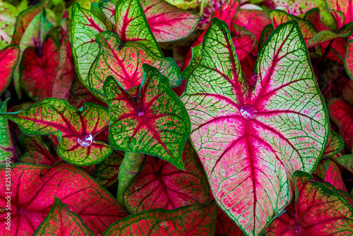 Caladium bicolor with a drop of water.