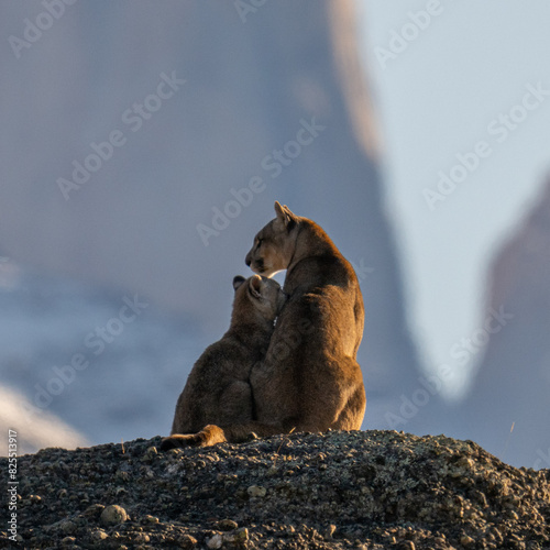 Puma mother and cub photo