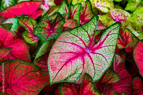 Red picturesque caladium leaves with a drop of water.