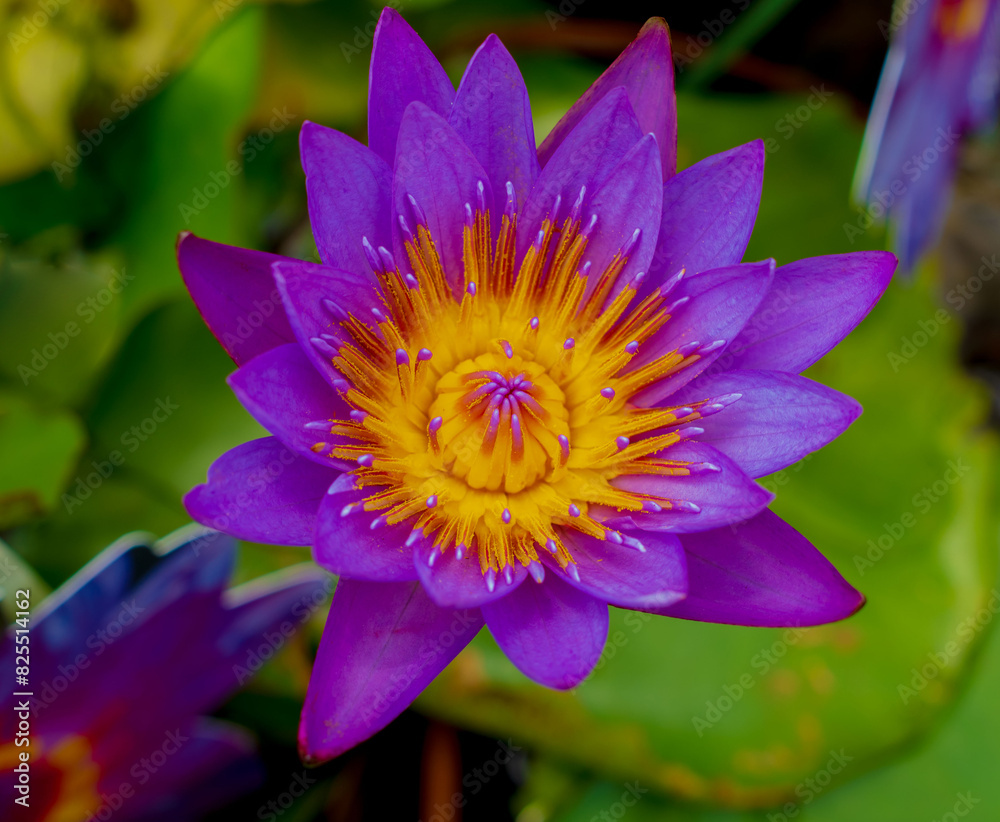 Blooming purple lotus flower, water lily of the genus Nymphaea. Blooming purple lotus flower, water lily of the genus Nymphaea.