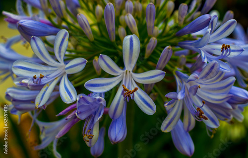 Маленькие голубые цветки Agapanthus africanus.