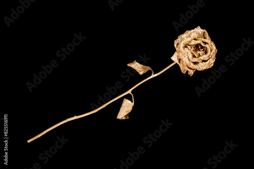 Golden rose isolated on black background