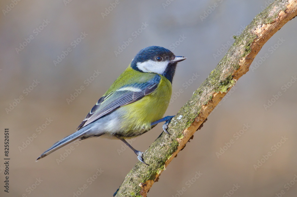 Parus major aka Great tit perched on tree branch. Common bird in Czech republic nature. Isolated on blurred background. Parus major aka Great tit perched on tree branch. Common bird in Czech republic nature. Isolated on blurred background.