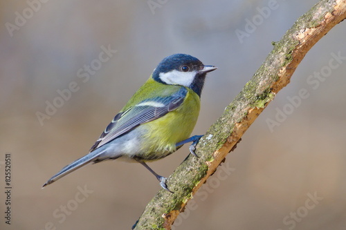 Parus major aka Great tit perched on tree branch. Common bird in Czech republic nature. Isolated on blurred background.