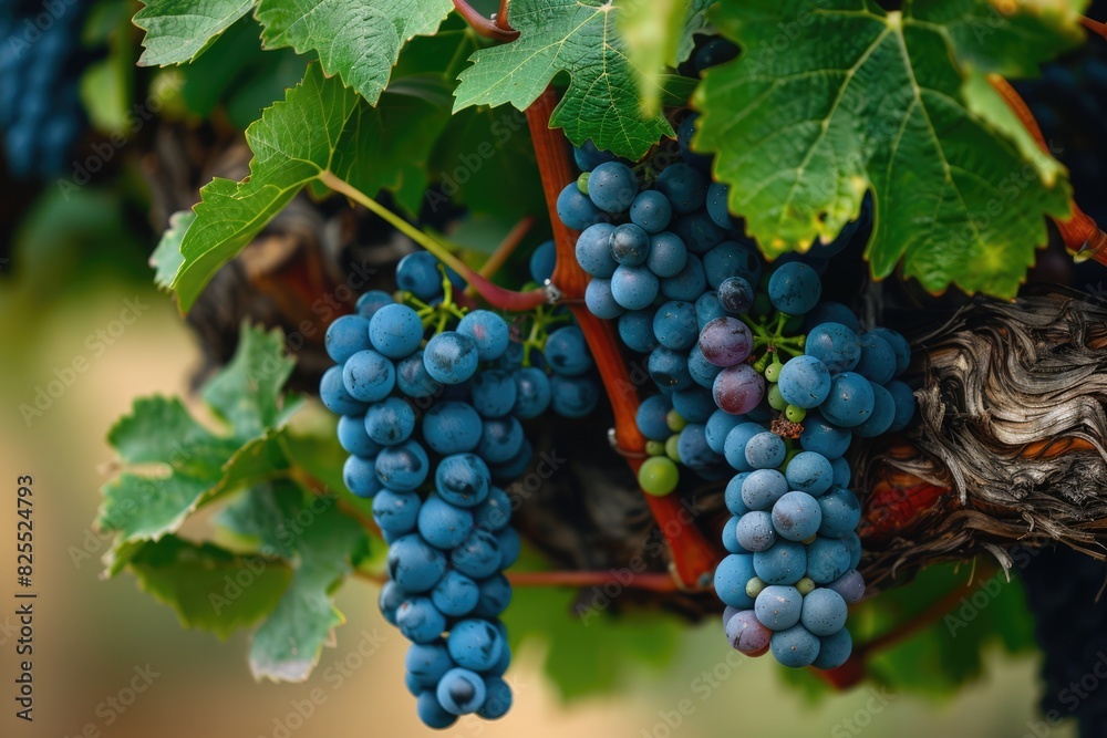 Wine Vine. Lush Green Grape Leaves on Old Vine with Red Grapes, Closeup