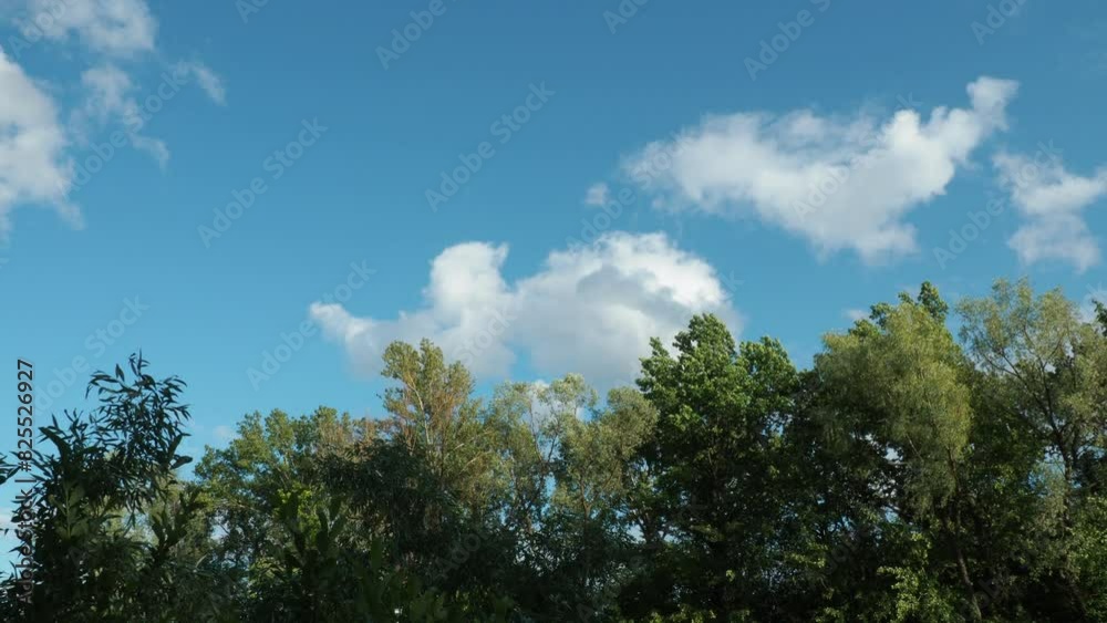 sky and trees sky and trees