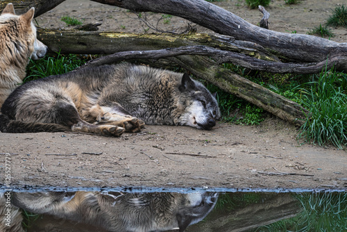 photograph of a wolf resting in nature