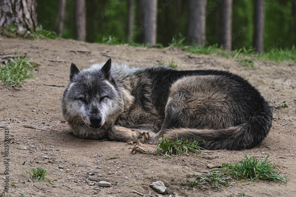 photograph of a wolf resting in nature