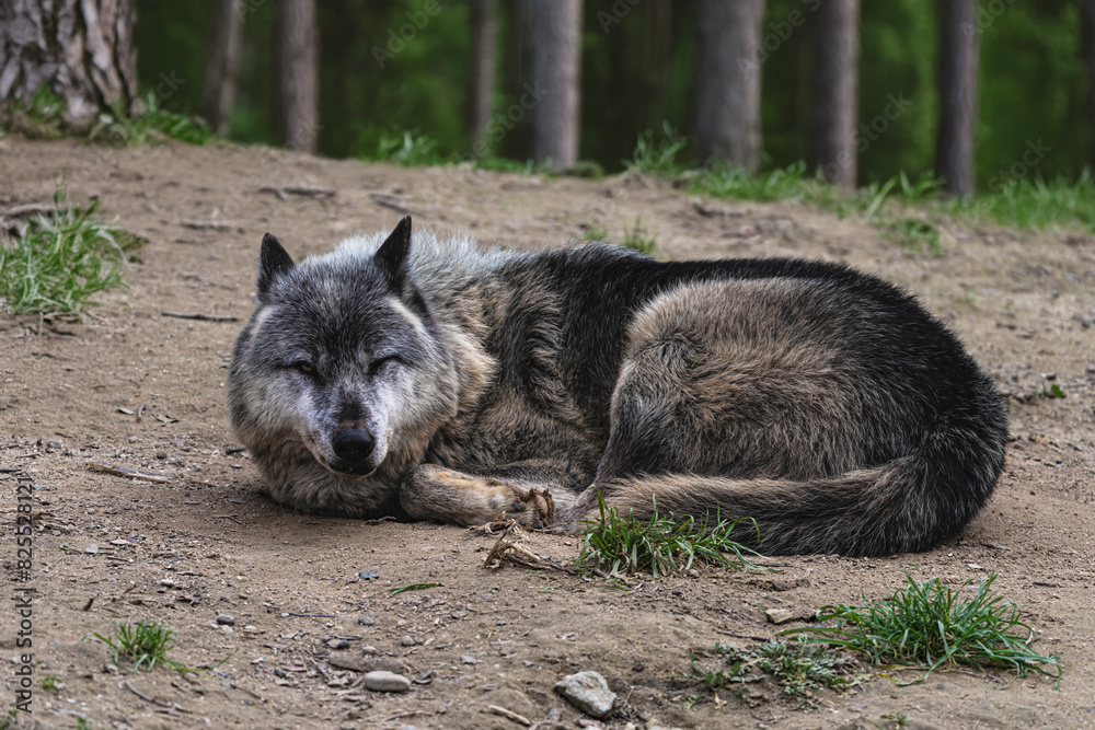 photograph of a wolf resting in nature photograph of a wolf resting in nature