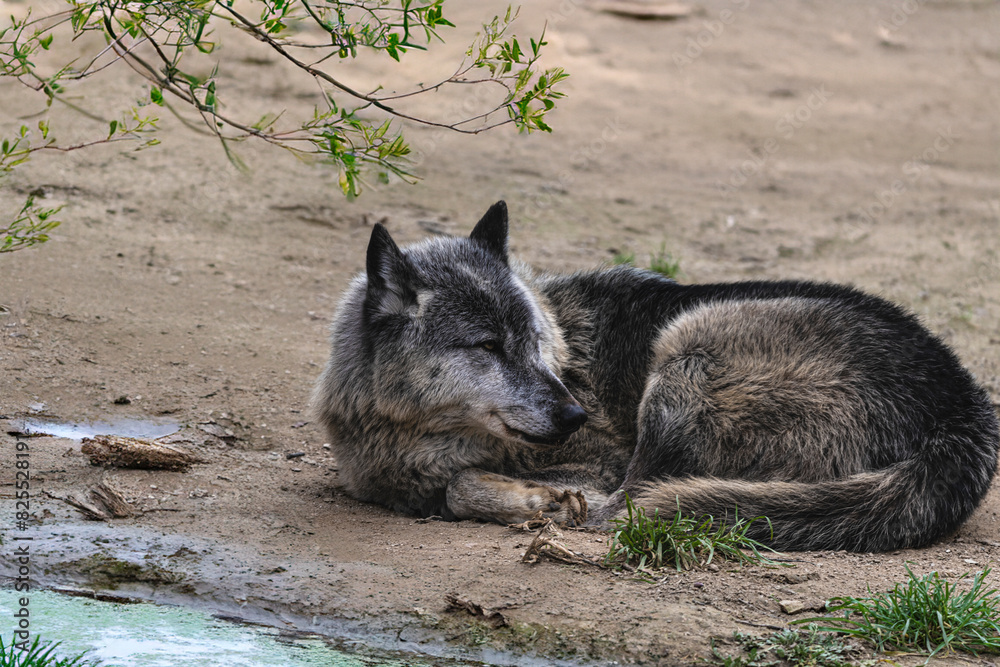 photograph of a wolf resting in nature photograph of a wolf resting in nature