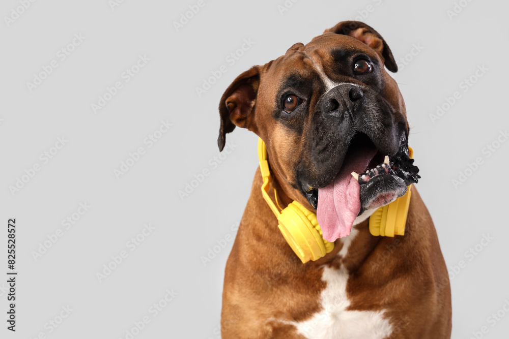 Boxer dog with headphones on light background, closeup