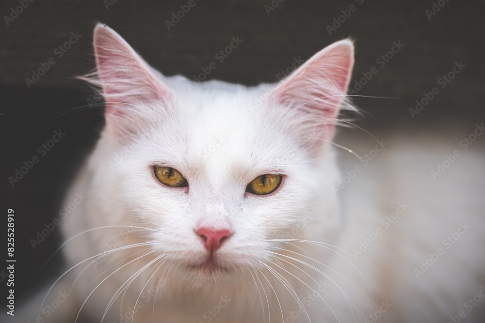 Portrait of a white cat with yellow eyes.