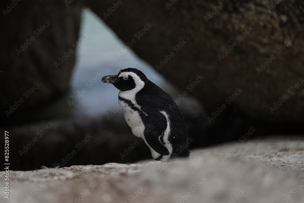 Obraz premium Penguins at Boulders Beach South Africa