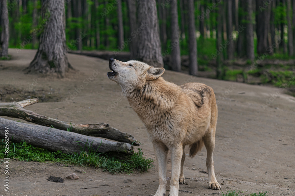 Fototapeta premium photograph of a wolf resting in nature