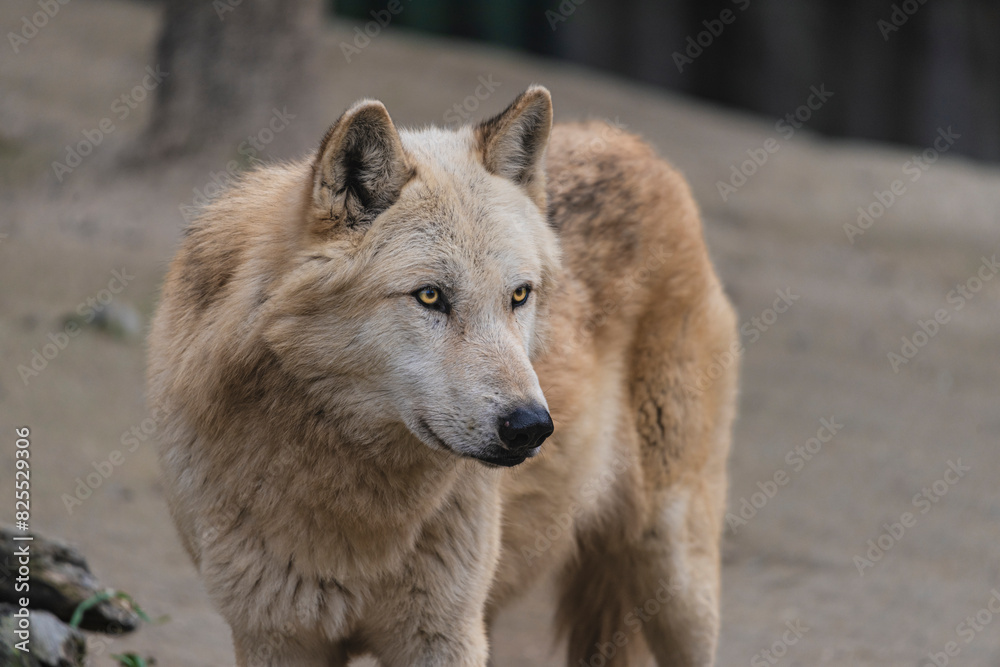 Obraz premium photograph of a wolf in nature