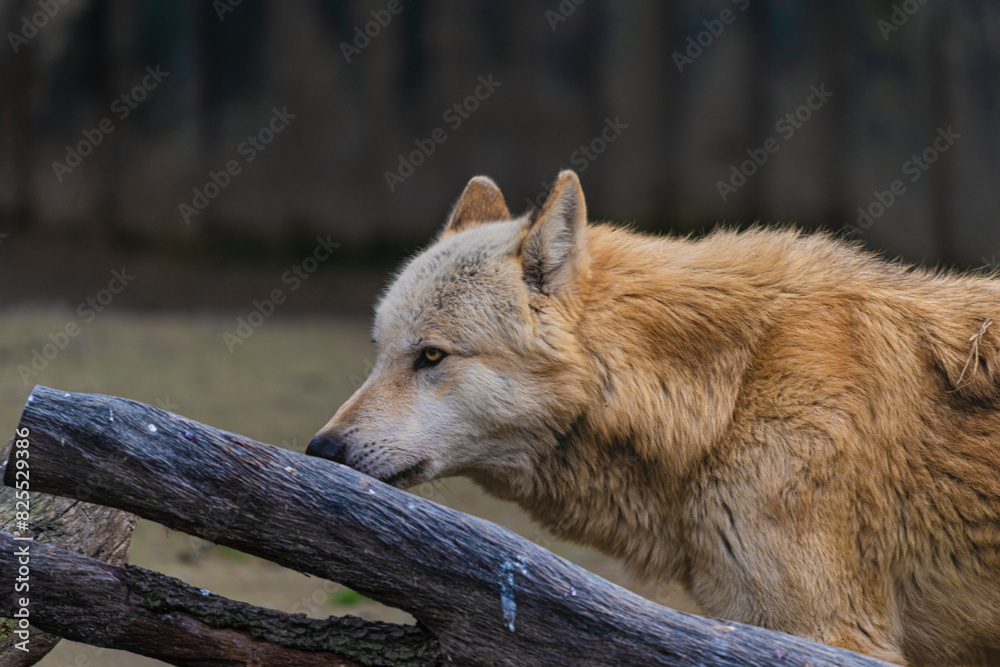 Fototapeta premium photograph of a wolf in nature