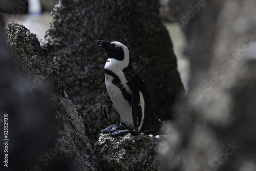 Penguins at Boulders Beach South Africa