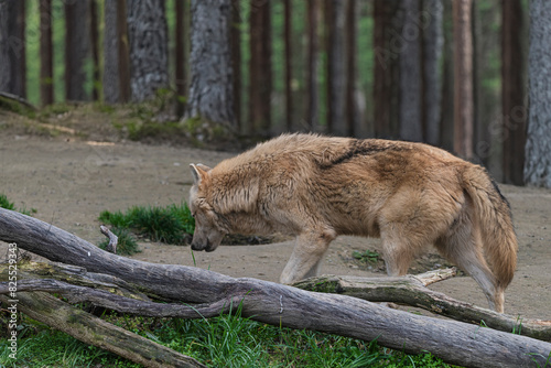 photograph of a wolf resting in nature