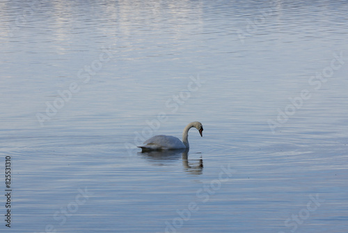 white swan swimming on lake
