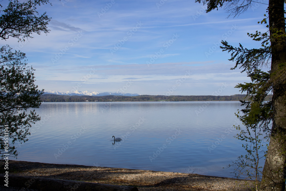 Fototapeta premium lake with a swan in the morning and arena