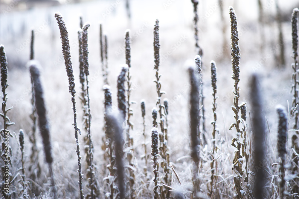 Closeup of frozen plants in a field in the winter Closeup of frozen plants in a field in the winter