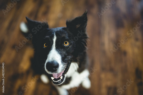 Happy hungry border collie australian shepherd dog looking up sitting with mouth open ears up