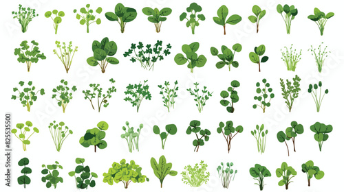 Color microgreens botanical vector set with titles.