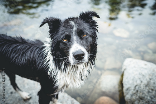 Wet border collie australian shepherd dog swimming at the river