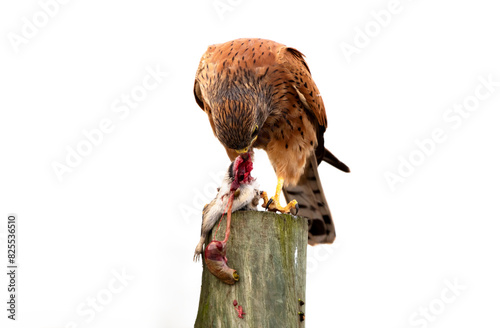 Langebaan West Coast South Africa. 20.04.2024.  Rock Kestrel eating a. mouse along the west coast at Langebaan South African. photo